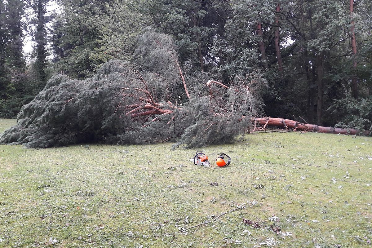 Baum Entfernung