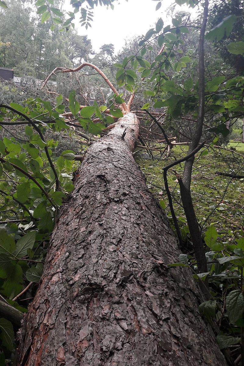 Baum Entfernung