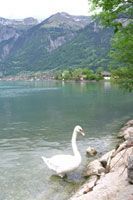 Thunersee - Hotel-Restaurant Steinbock - Brienz, Thunersee
