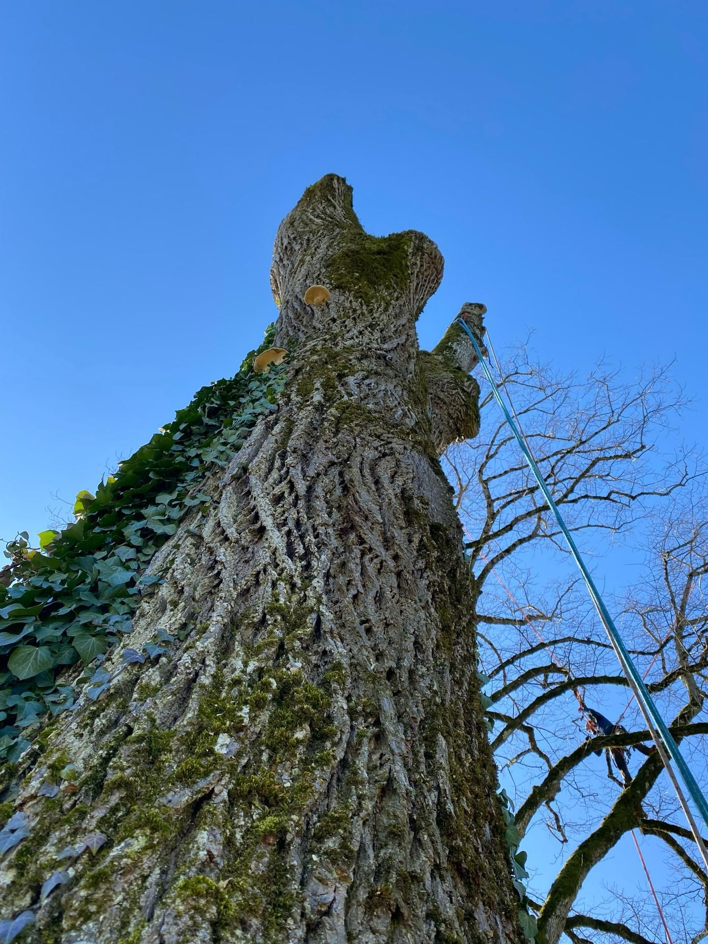 Vue en contre-plongée d'un grand tronc d'arbre moussu se détachant sur un ciel bleu clair