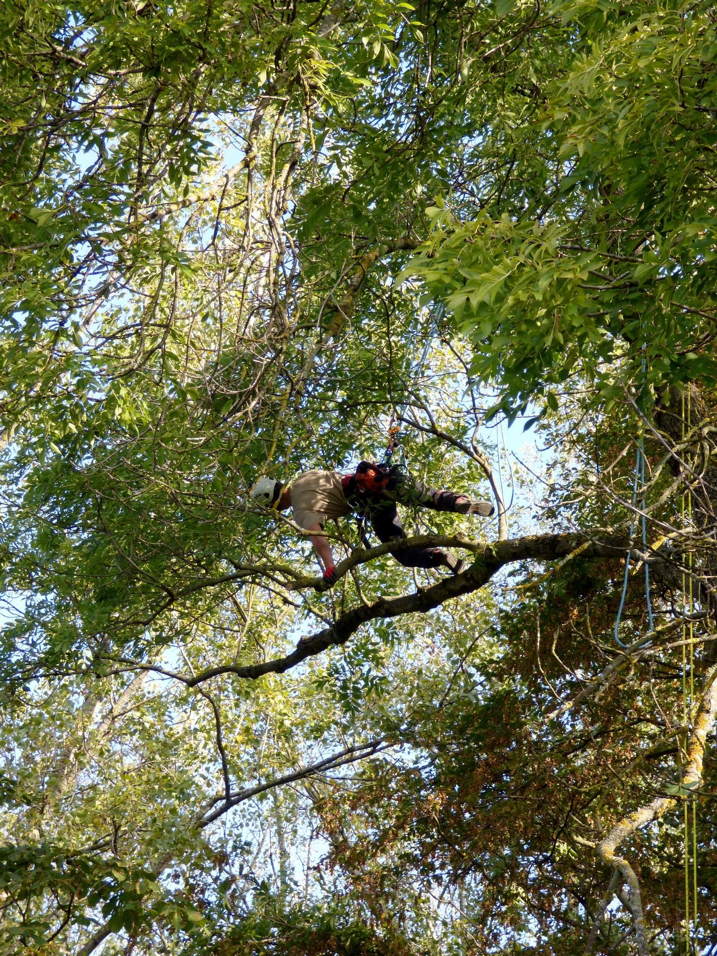 Une personne portant un casque rouge grimpe à une grosse branche d'arbre dans une forêt dense et verdoyante.