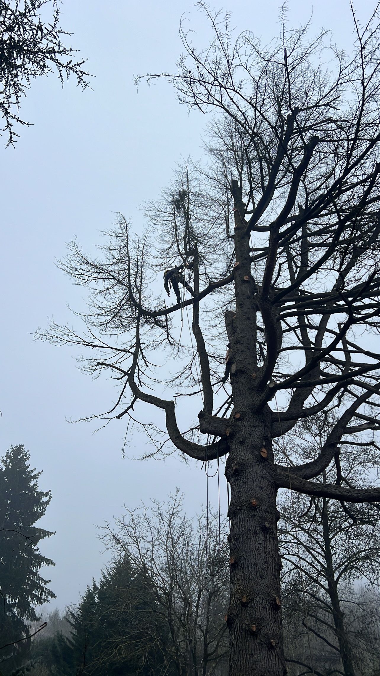 Silhouette d'un élagueur  dans un arbre sous un ciel gris