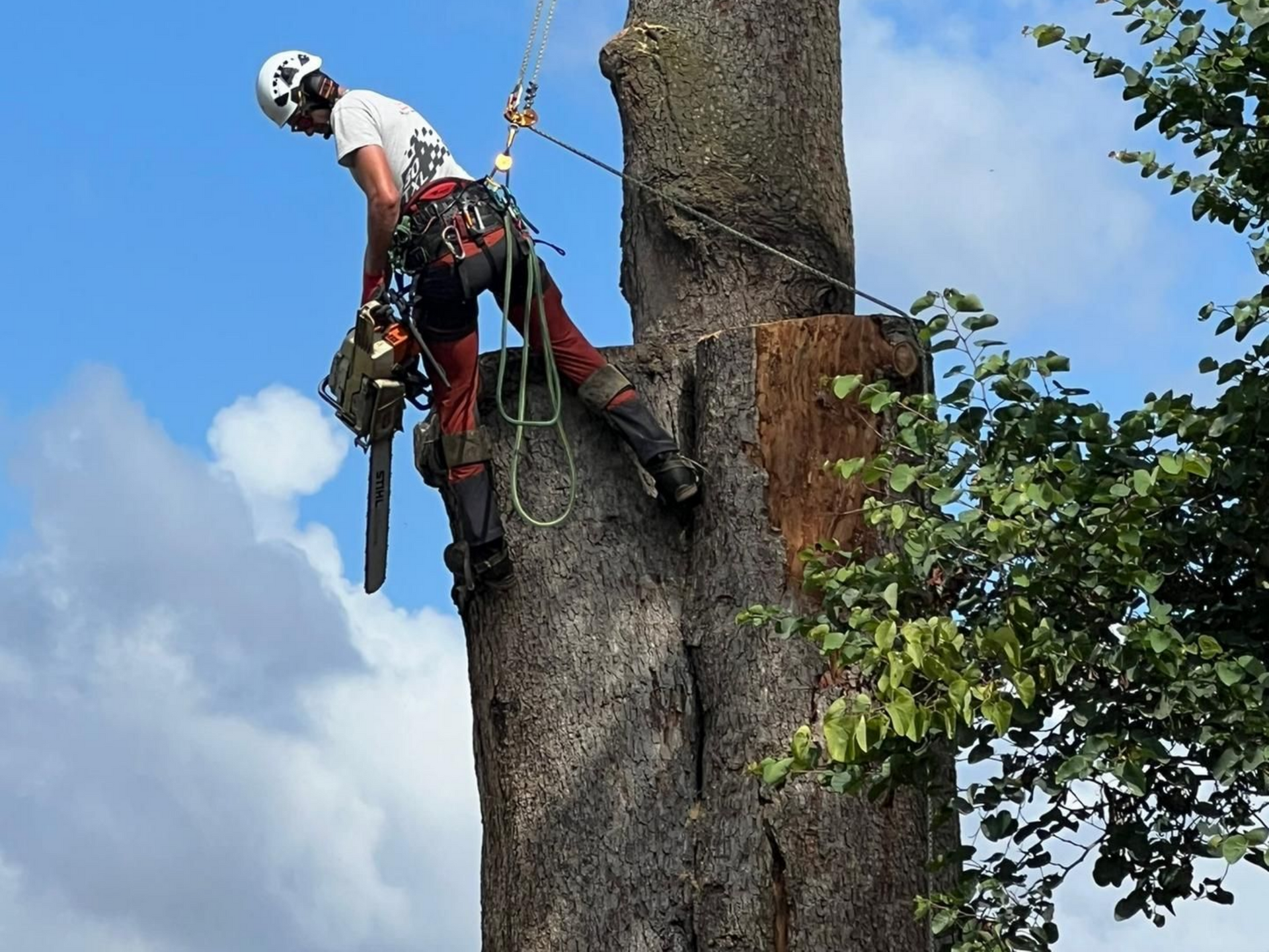 Un arboriste en tenue de sécurité grimpe à un grand arbre à l'aide de cordes et d'équipement, sur fond de ciel bleu.