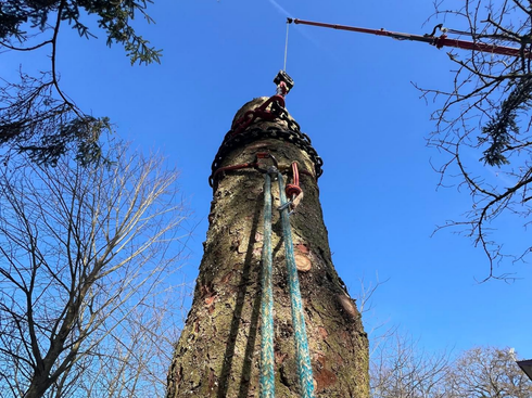 Tronc d'arbre élancé vu d'en bas, se détachant sur un ciel bleu clair, avec des branches dénudées encadrant le sommet.