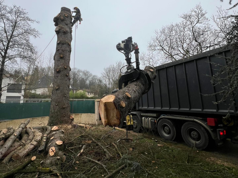 Une grue et un camion enlèvent un gros tronc d'arbre près d'une cour, avec une haute souche d'arbre élaguée à proximité.
