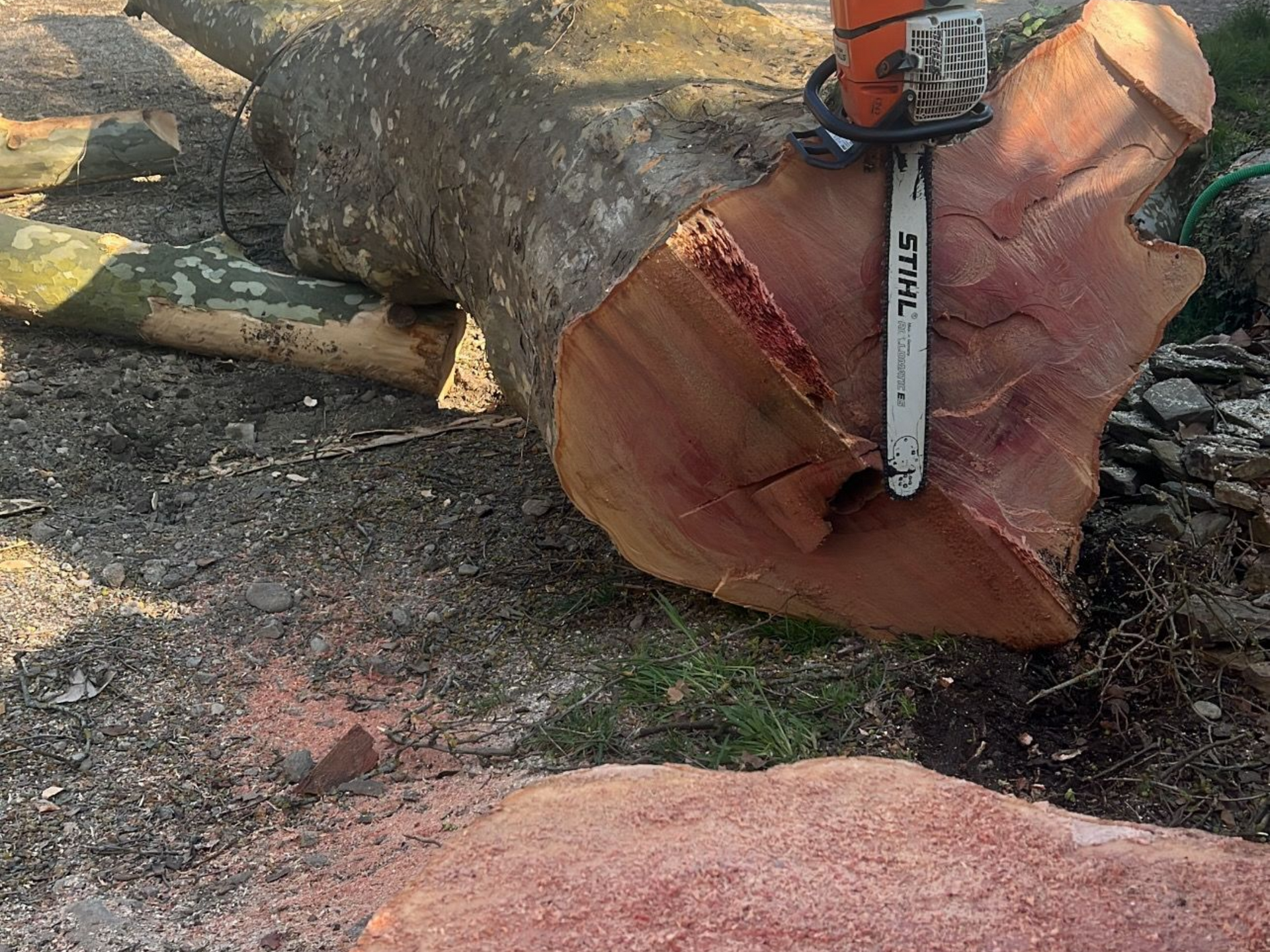 Tronc d'arbre fraîchement coupé au sol, une tronçonneuse enfoncée dans le bois