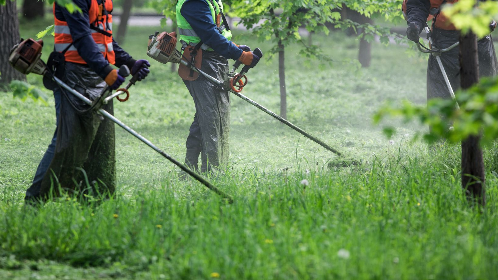 Des ouvriers utilisent des débroussailleuses dans un champ verdoyant sous la pluie.
