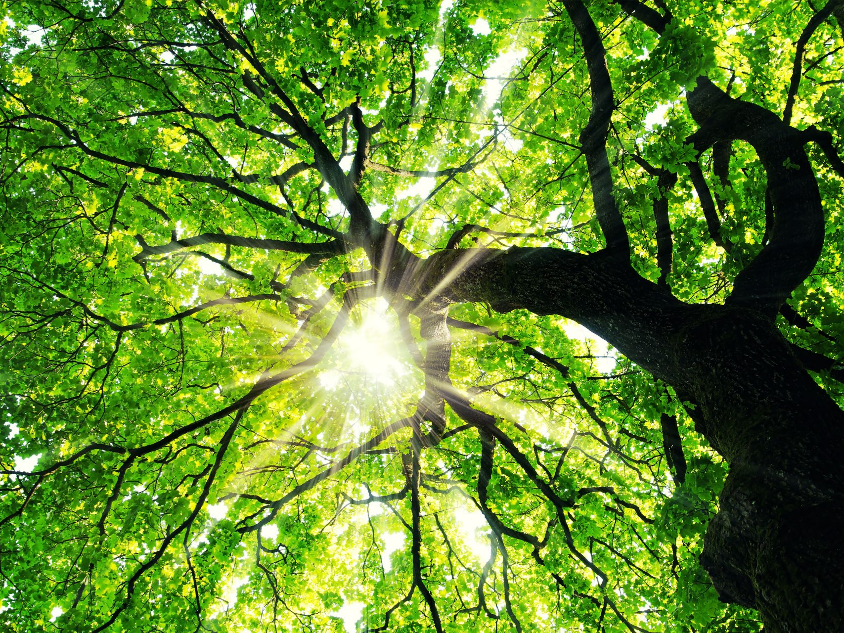 La lumière du soleil filtrant à travers les feuilles vertes et les branches sombres des arbres, vue d'en bas
