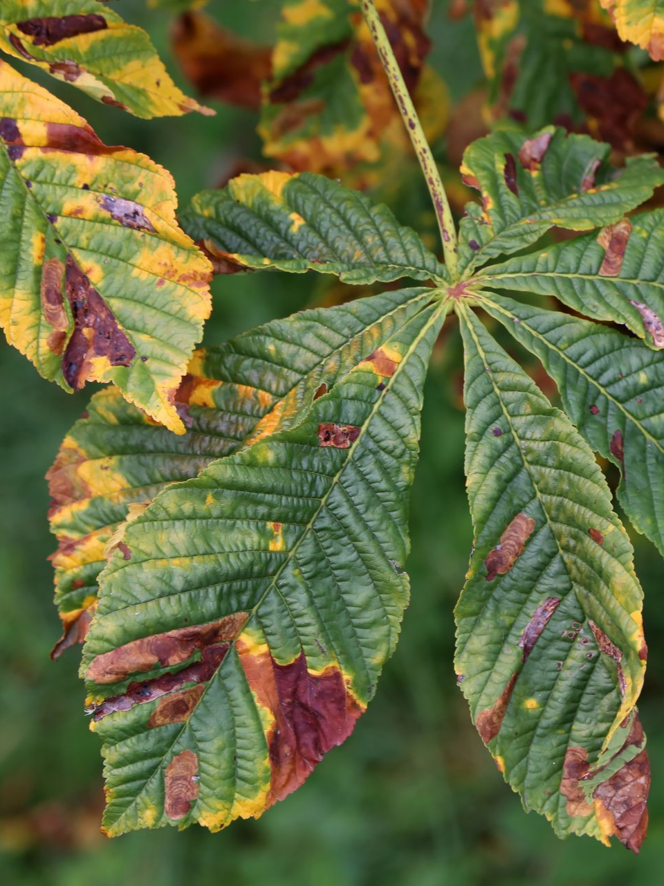 Gros plan sur des feuilles d'érable vertes présentant des décolorations automnales jaunes et rouges.