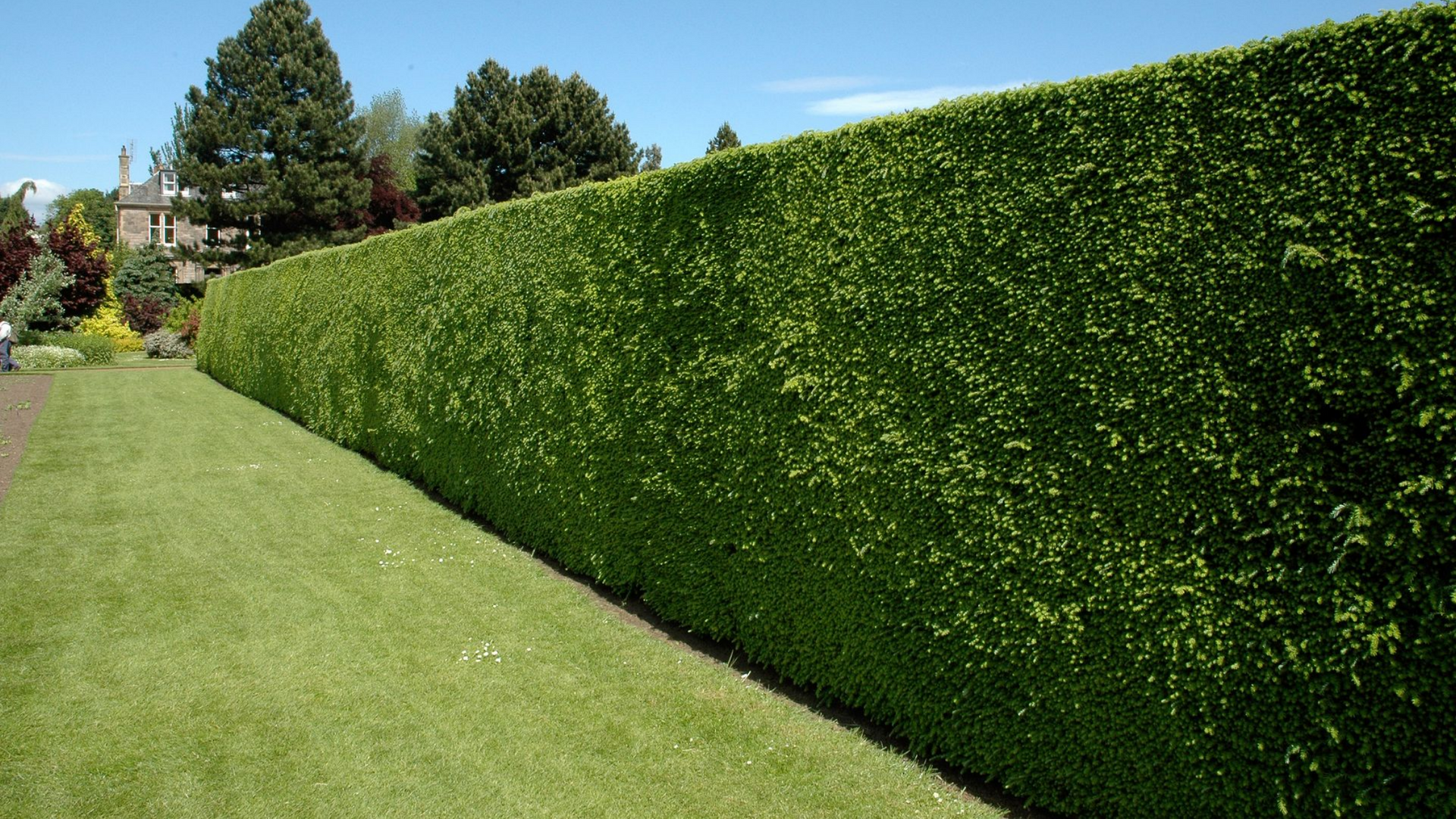 Une longue haie verte borde un chemin herbeux au milieu des arbres, sous un ciel d'un bleu limpide.