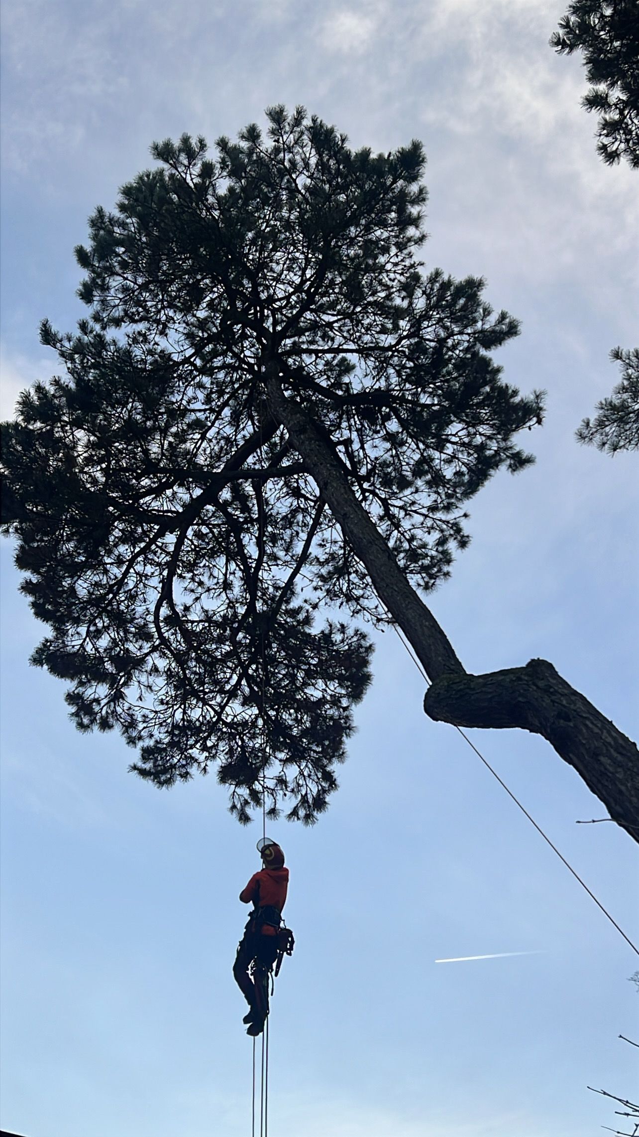 Élagueur descendant en rappel d'un grand arbre sur fond de ciel nuageux
