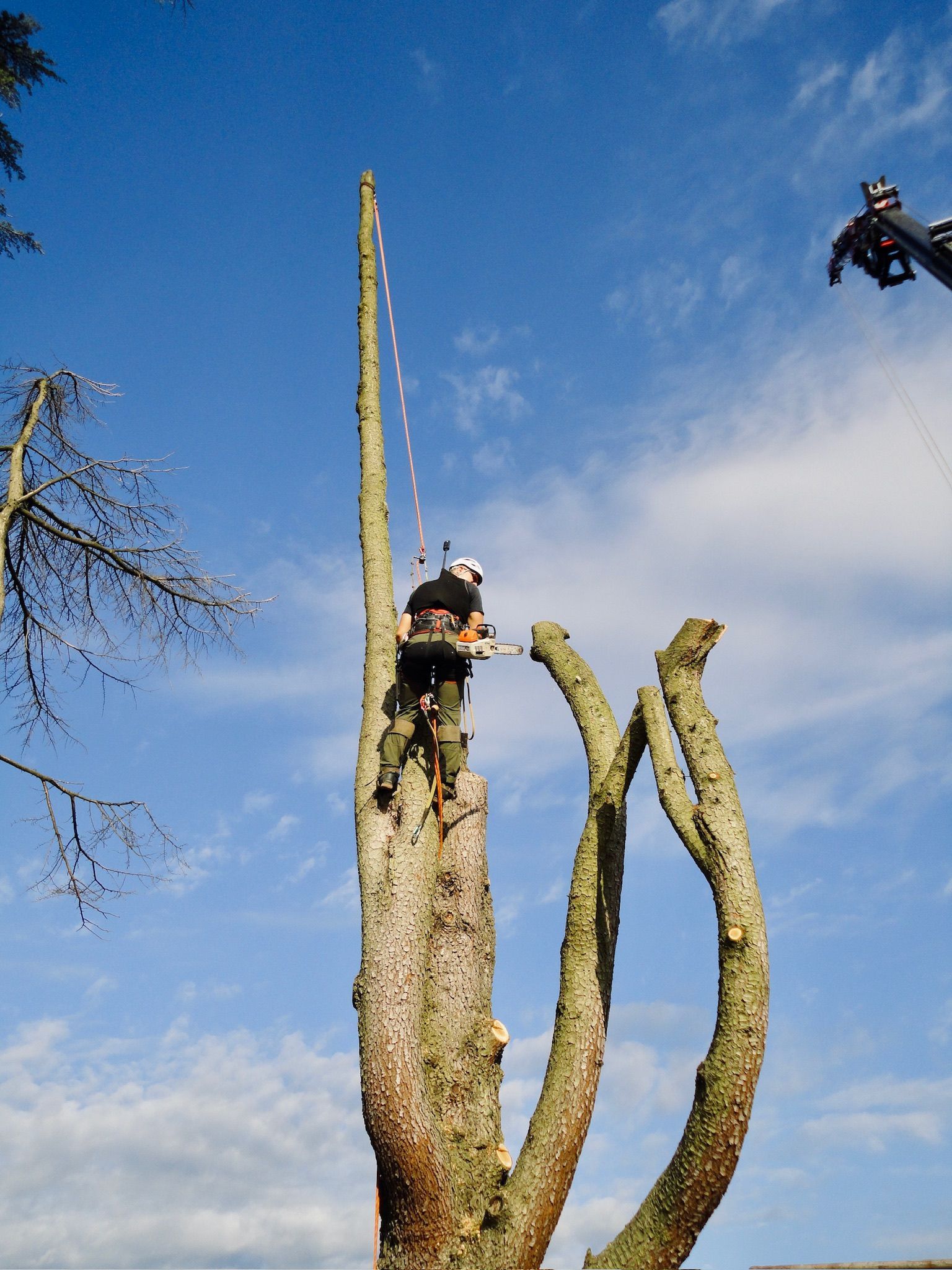 Un élagueur perché au sommet d'un grand tronc d'arbre sous un ciel bleu
