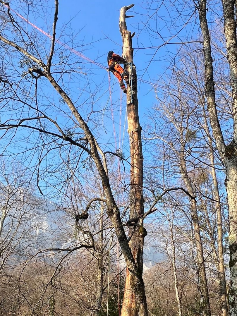 Un arboriste grimpe à un grand arbre dénudé, équipé de son matériel de sécurité, sur fond de ciel bleu.