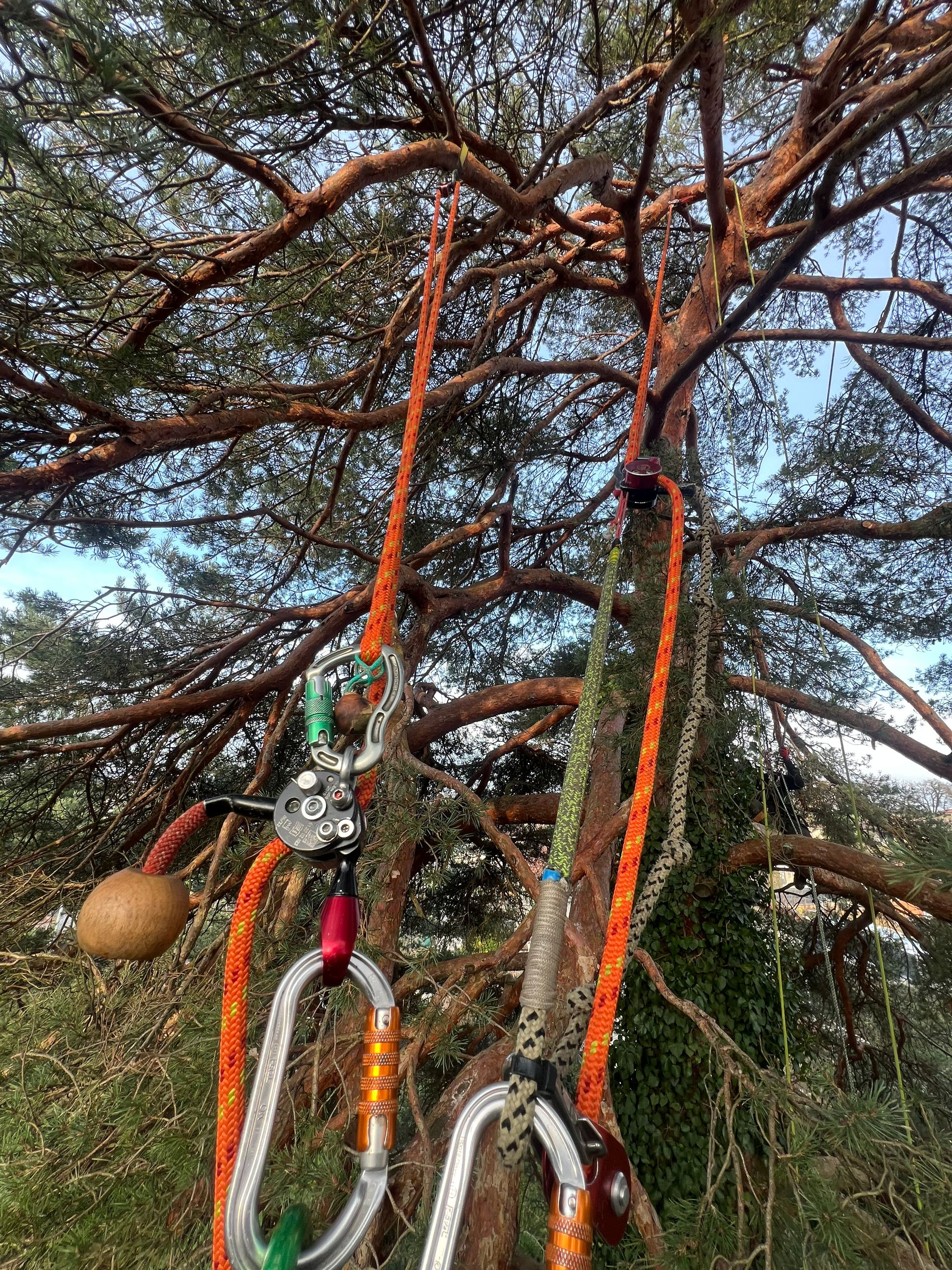 Cordes et matériel d'escalade d'arbres suspendus à une branche de pin à l'extérieur