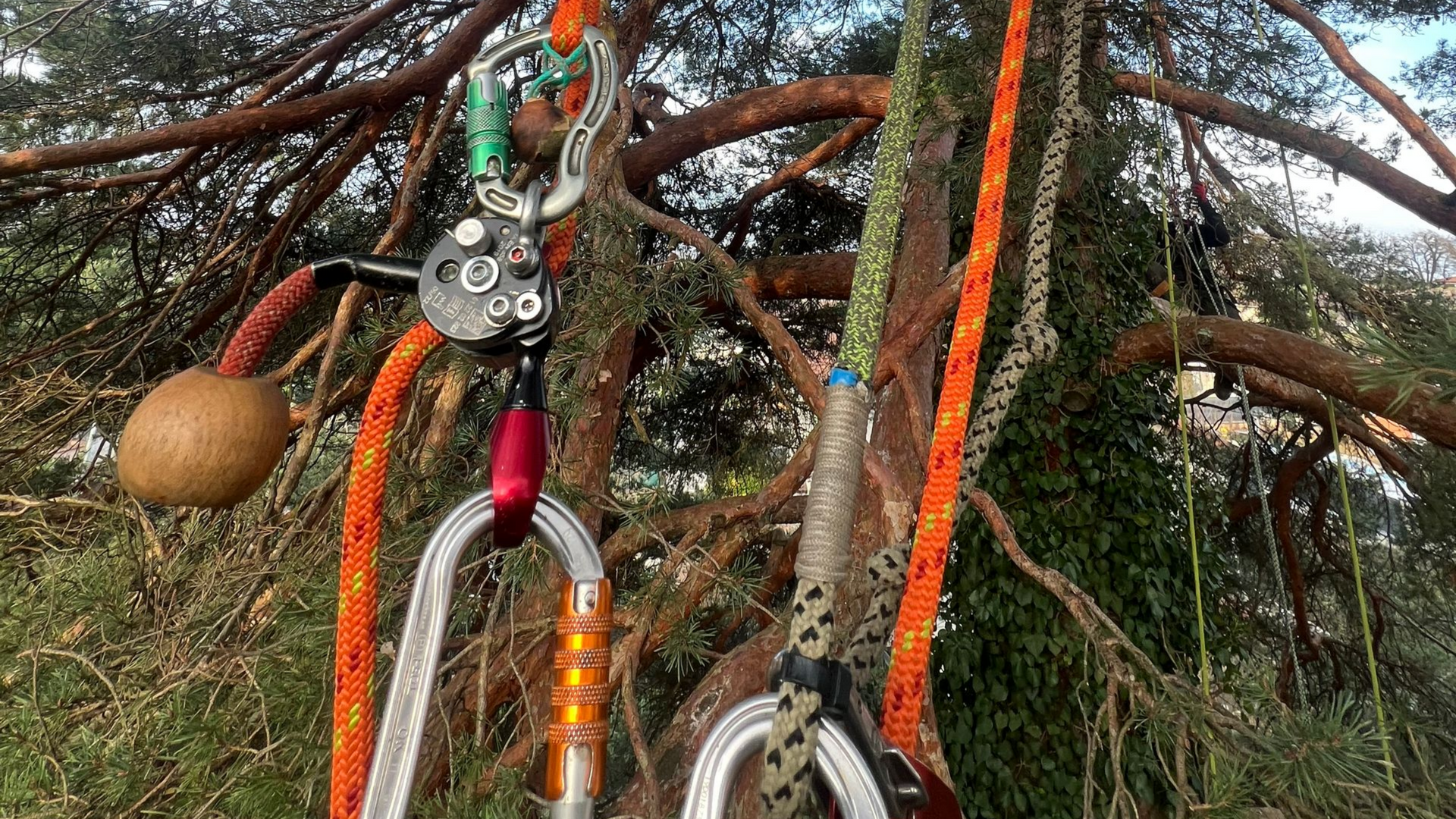 Du matériel d'escalade et des cordes colorées suspendus à une branche d'arbre à l'extérieur