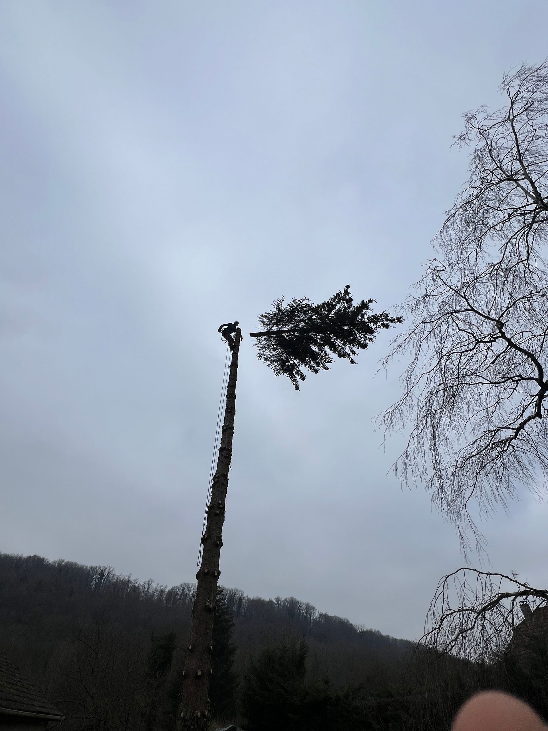 Un tronc d'arbre élancé à la cime feuillue se détache sur un ciel gris, avec des collines et des branches dénudées en arrière-plan.