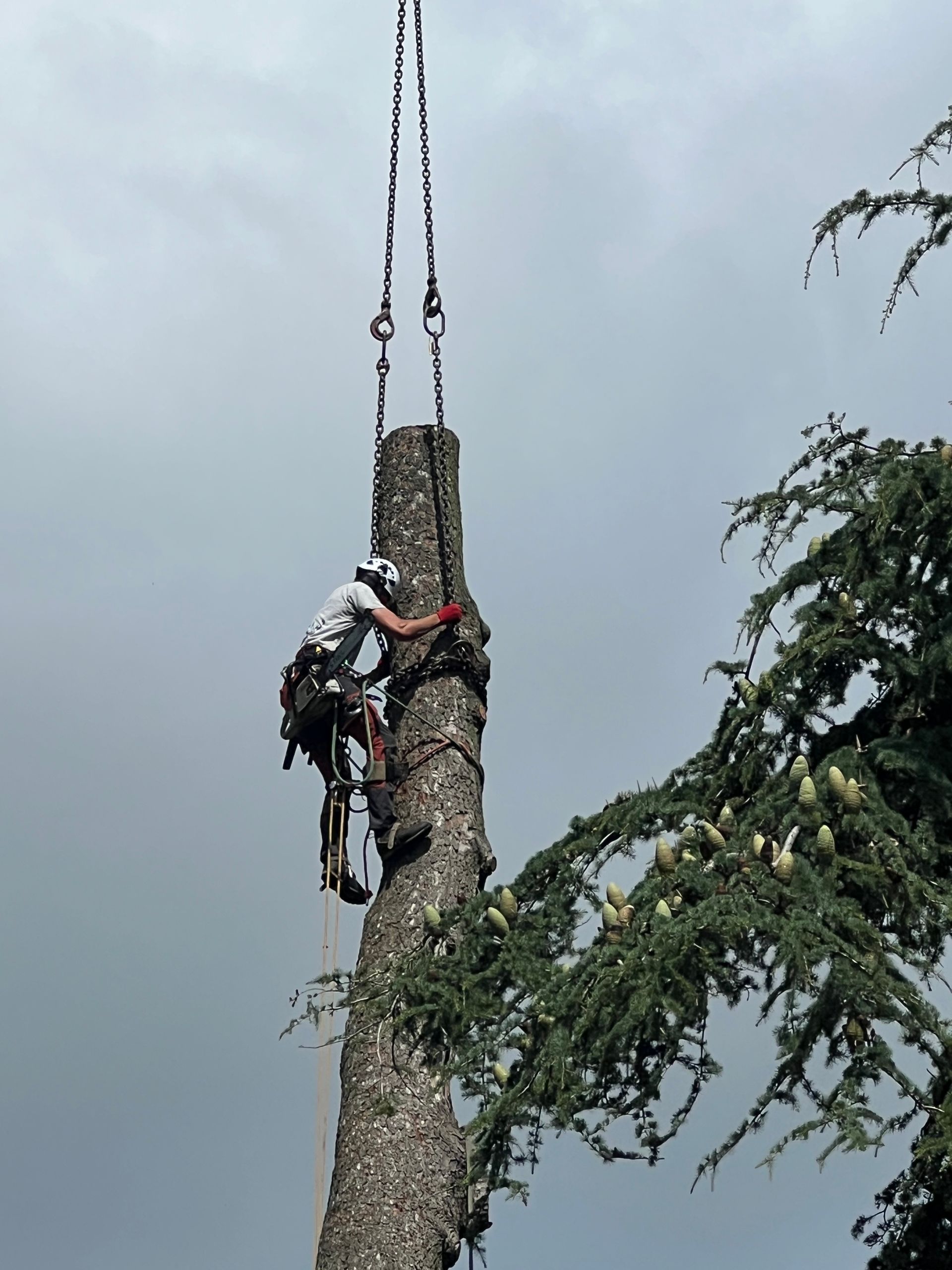 Un grimpeur harnaché escalade un grand arbre sous un ciel nuageux.
