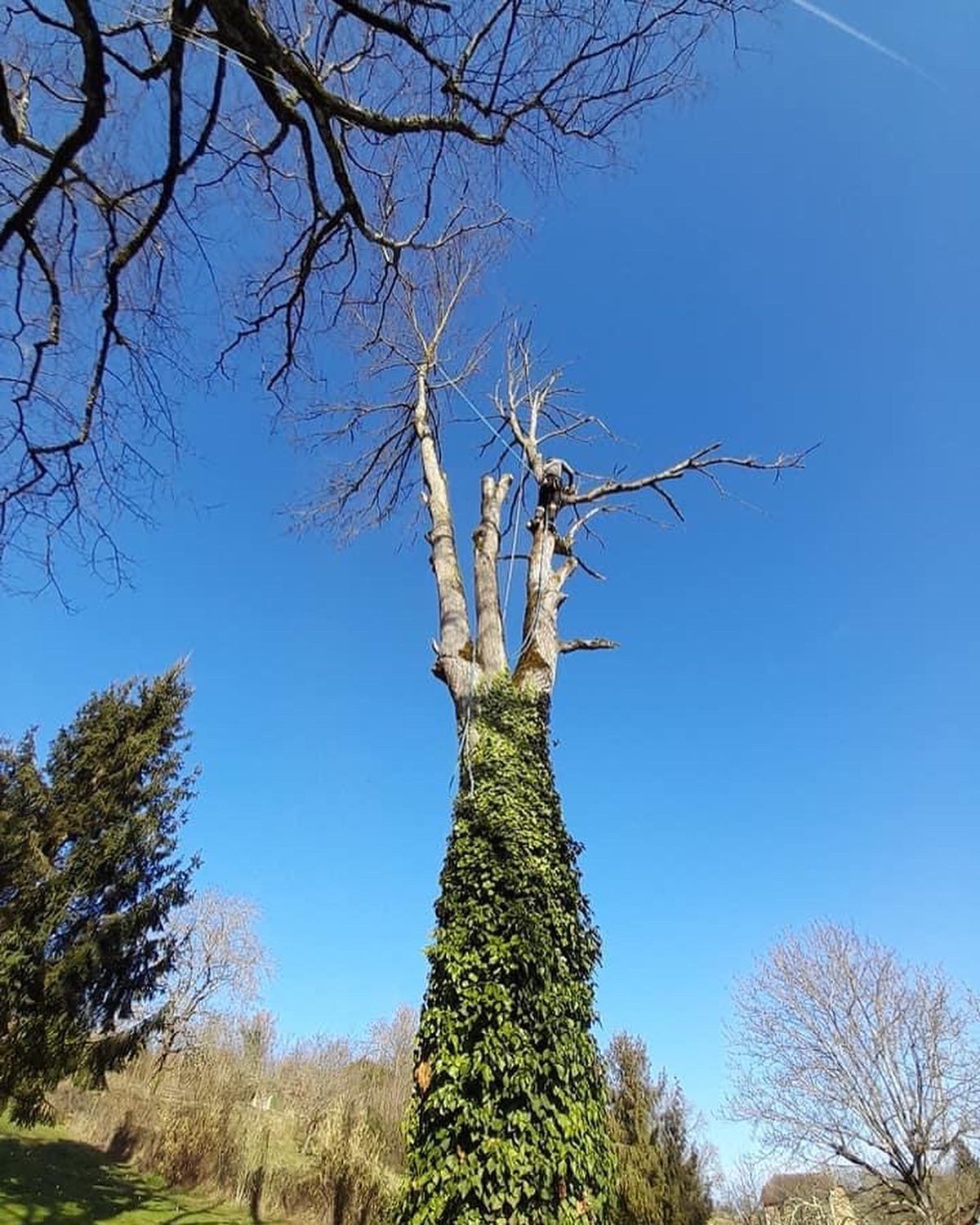 Un grand tronc d'arbre recouvert de lierre, aux branches nues se détachant sur un ciel bleu clair dans un parc herbeux.