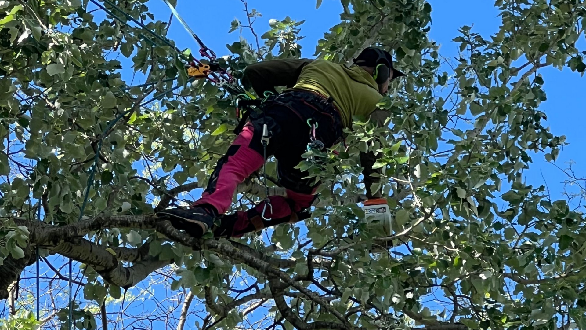 Arboriste dans un arbre, portant un casque et un équipement de sécurité, utilisant une tronçonneuse parmi les branches vertes et le ciel bleu