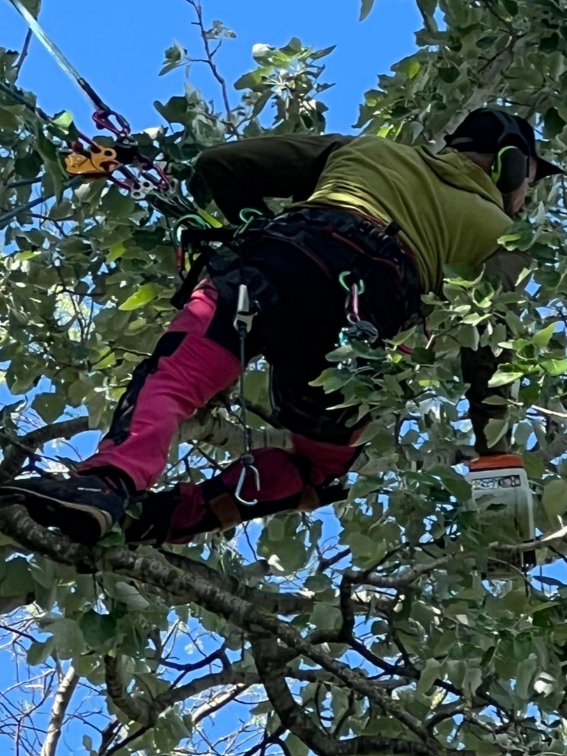 Une personne grimpe à un arbre avec un équipement de sécurité, vêtue d'un t-shirt vert et d'un legging rose, sous un ciel bleu.