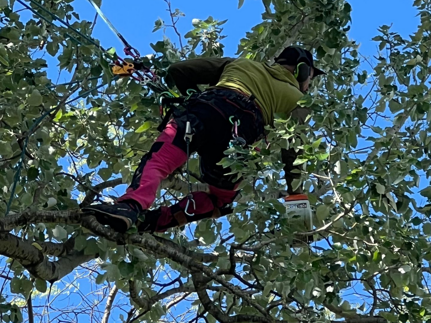 Arboriste dans la canopée d'un arbre, portant un équipement de sécurité et utilisant une tronçonneuse pour tailler des branches.