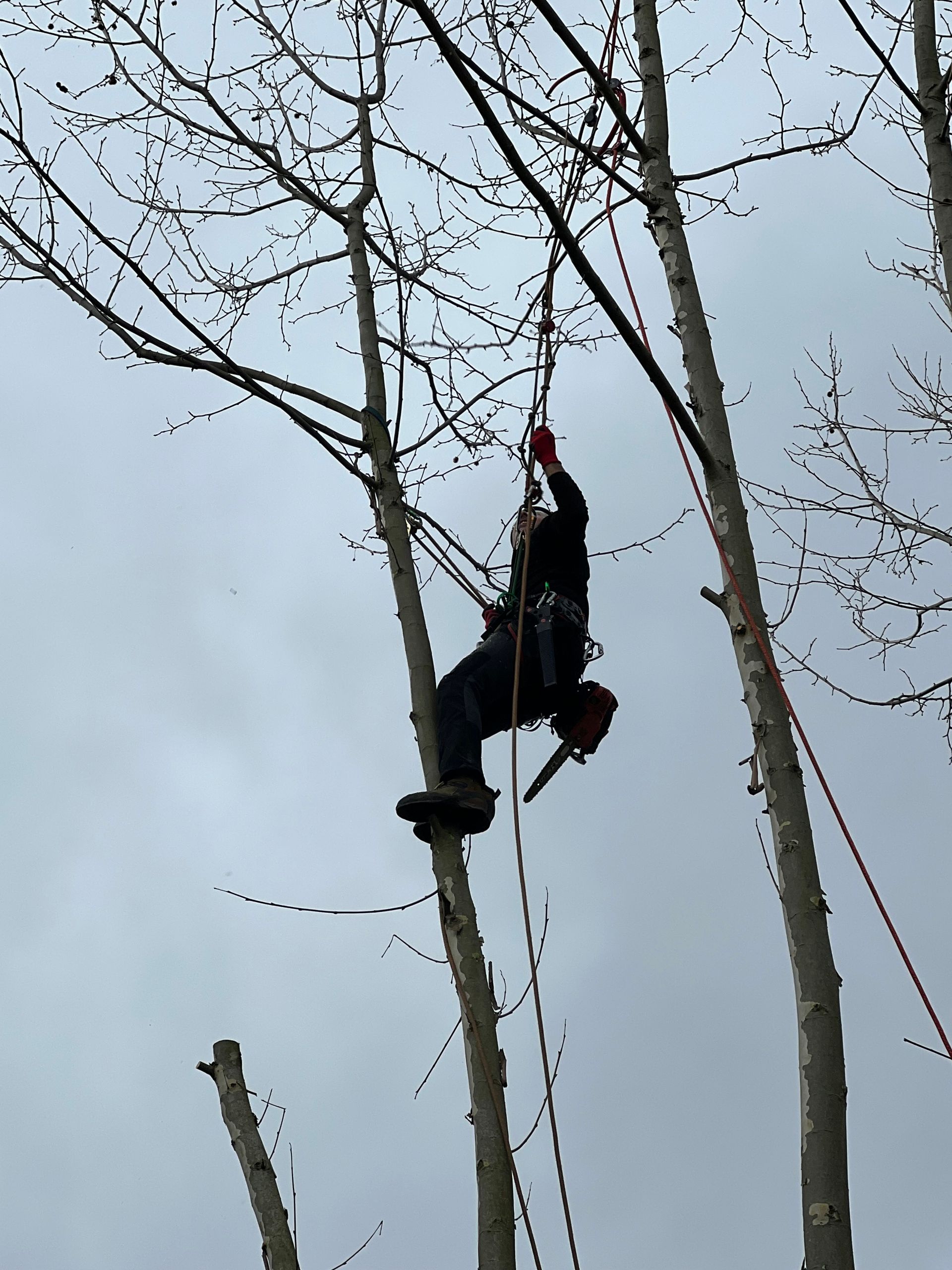Une personne grimpe à un arbre dénudé à l'aide d'une corde, à l'extérieur.