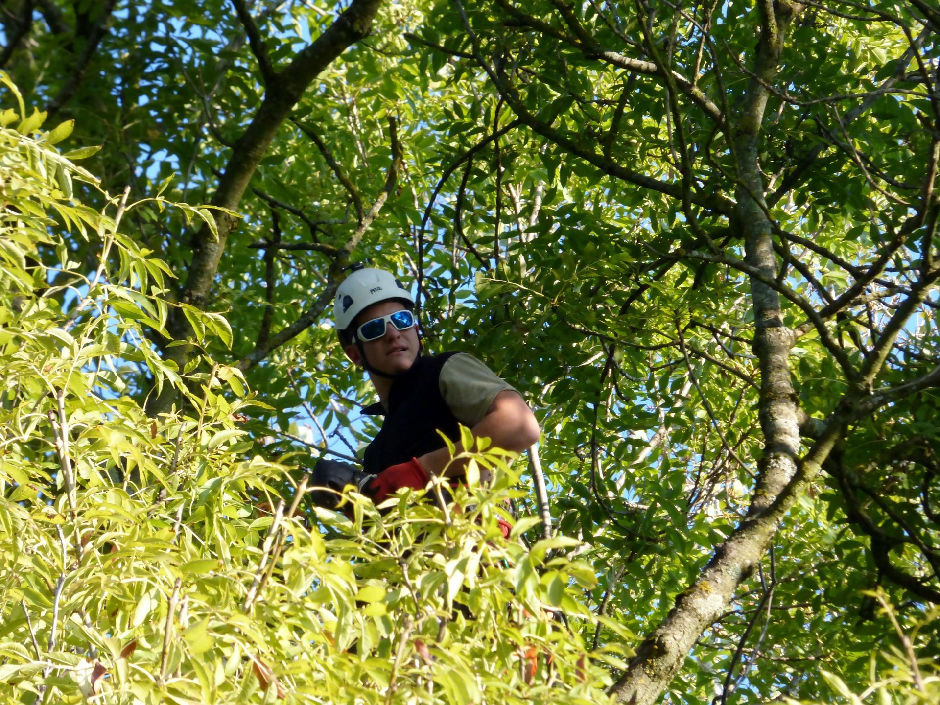Élagueur portant des lunettes de soleil et une casquette, perchée parmi les branches feuillues d'un arbre en forêt.