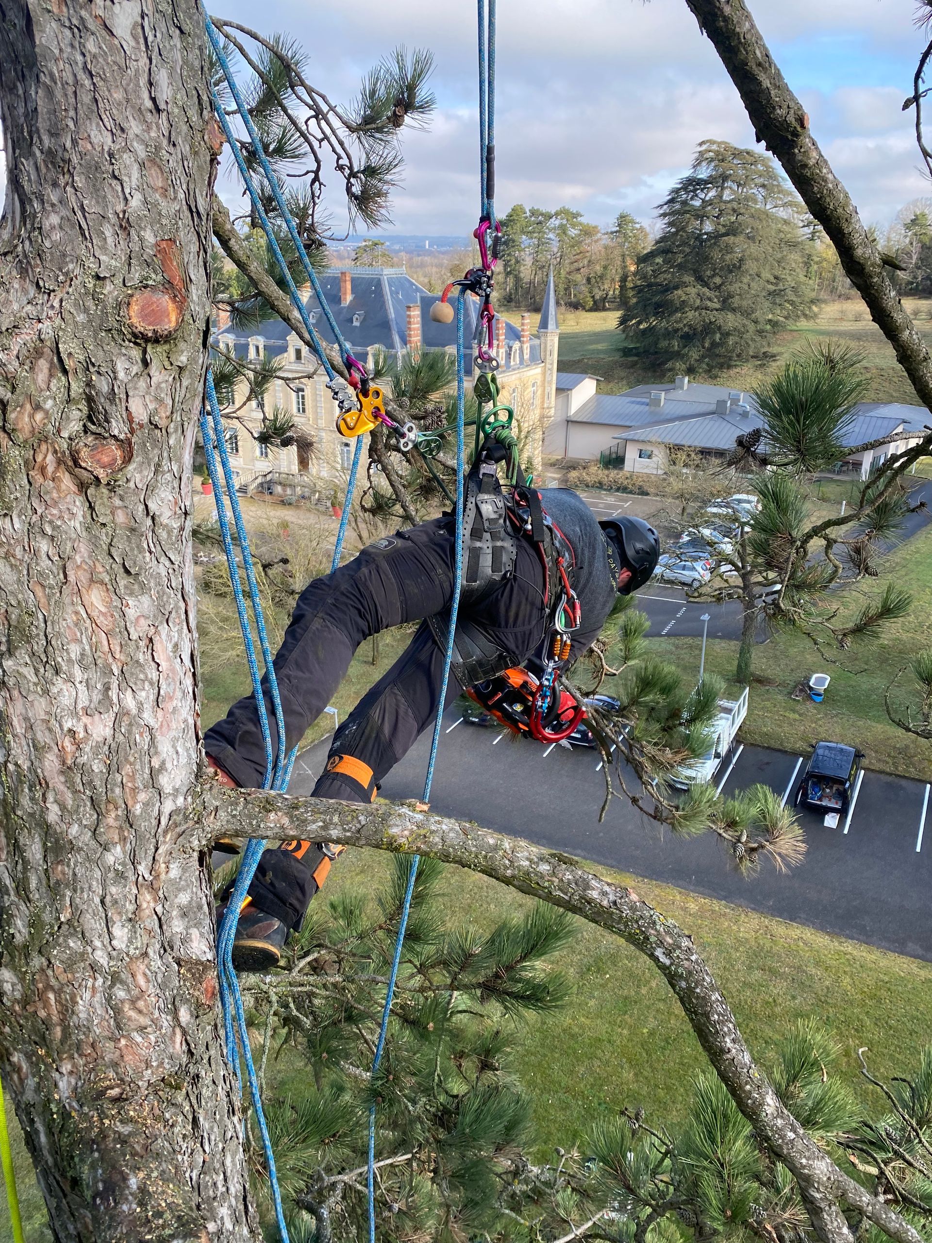 Une personne harnachée dans la canopée d'un arbre, parmi des cordes et des branches, avec une rivière et des arbres en arrière-plan.