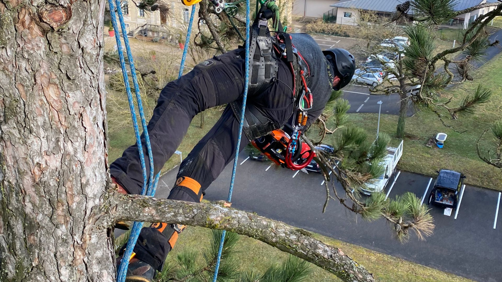 Une personne en tenue d'escalade descend en rappel un arbre, retenue par des cordes bleues, dans un jardin de banlieue.