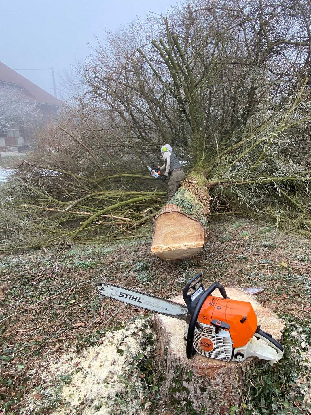 Tronçonneuse à côté d'un tronc d'arbre fraîchement coupé et d'un arbre abattu dans une cour herbeuse
