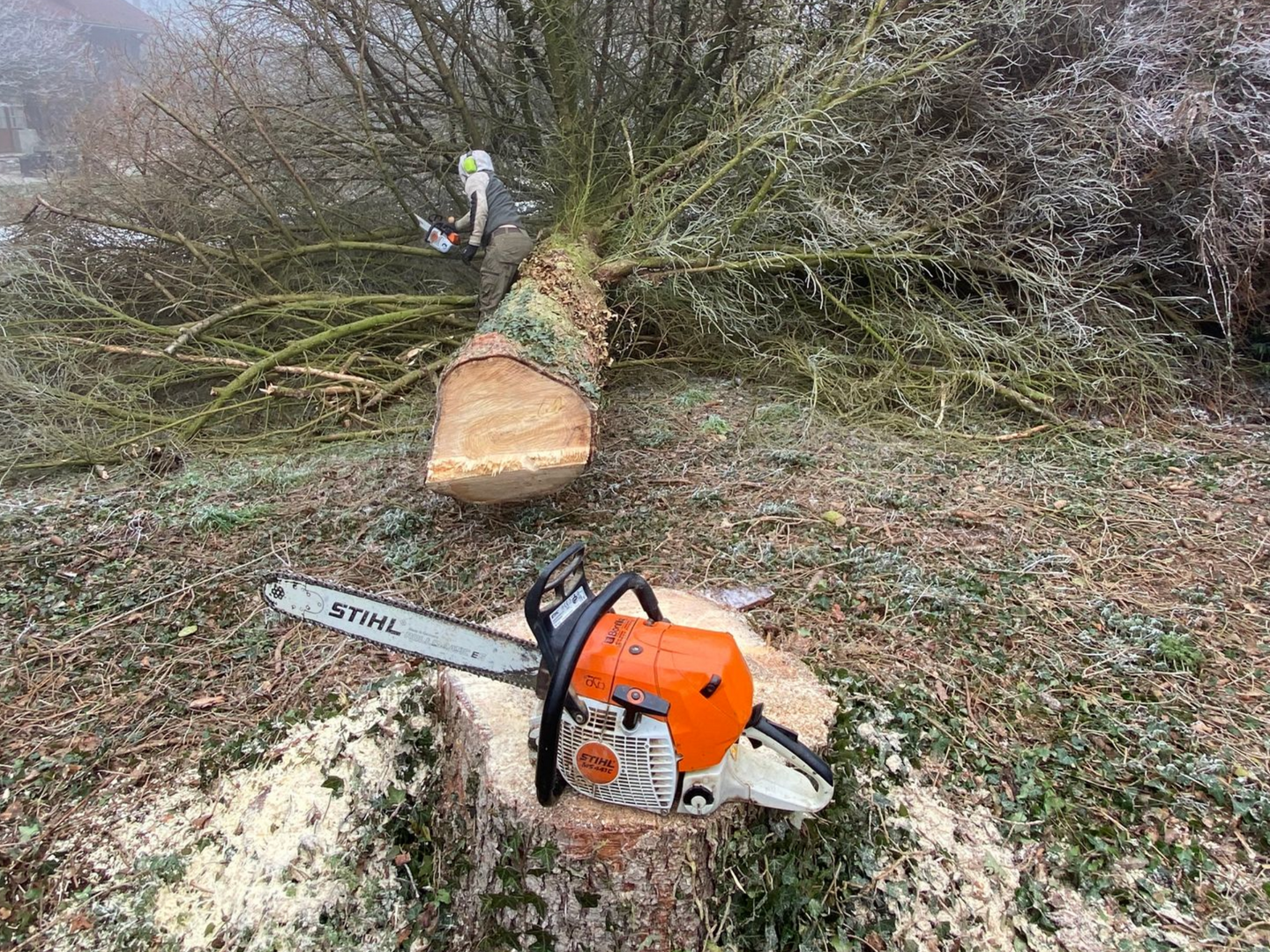 Tronçonneuse orange sur un arbre abattu dans une zone boisée, avec un gros tronc coupé en arrière-plan.
