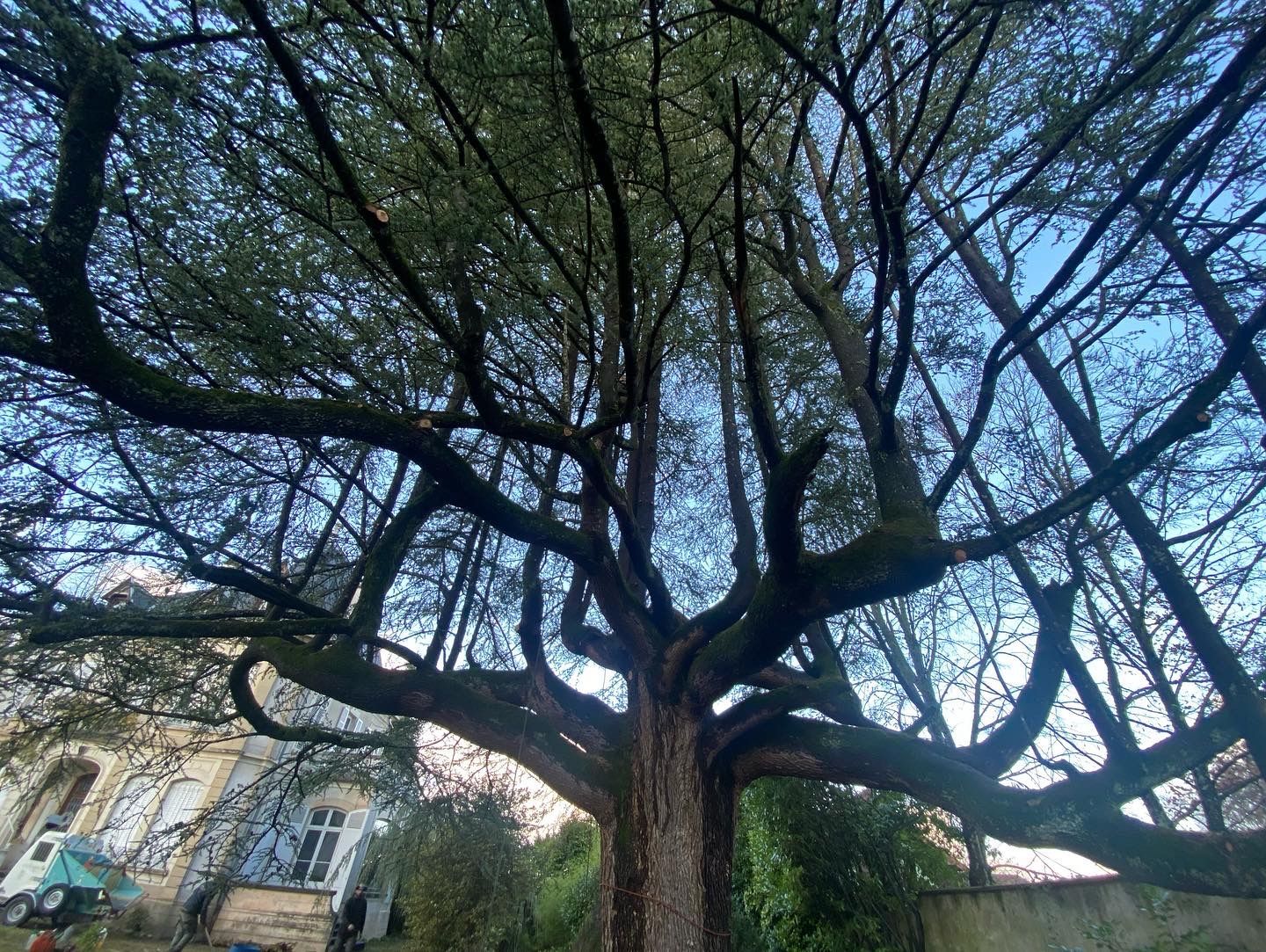Grand arbre sans feuilles aux branches déployées se détachant sur un ciel bleu dans un parc ou un jardin
