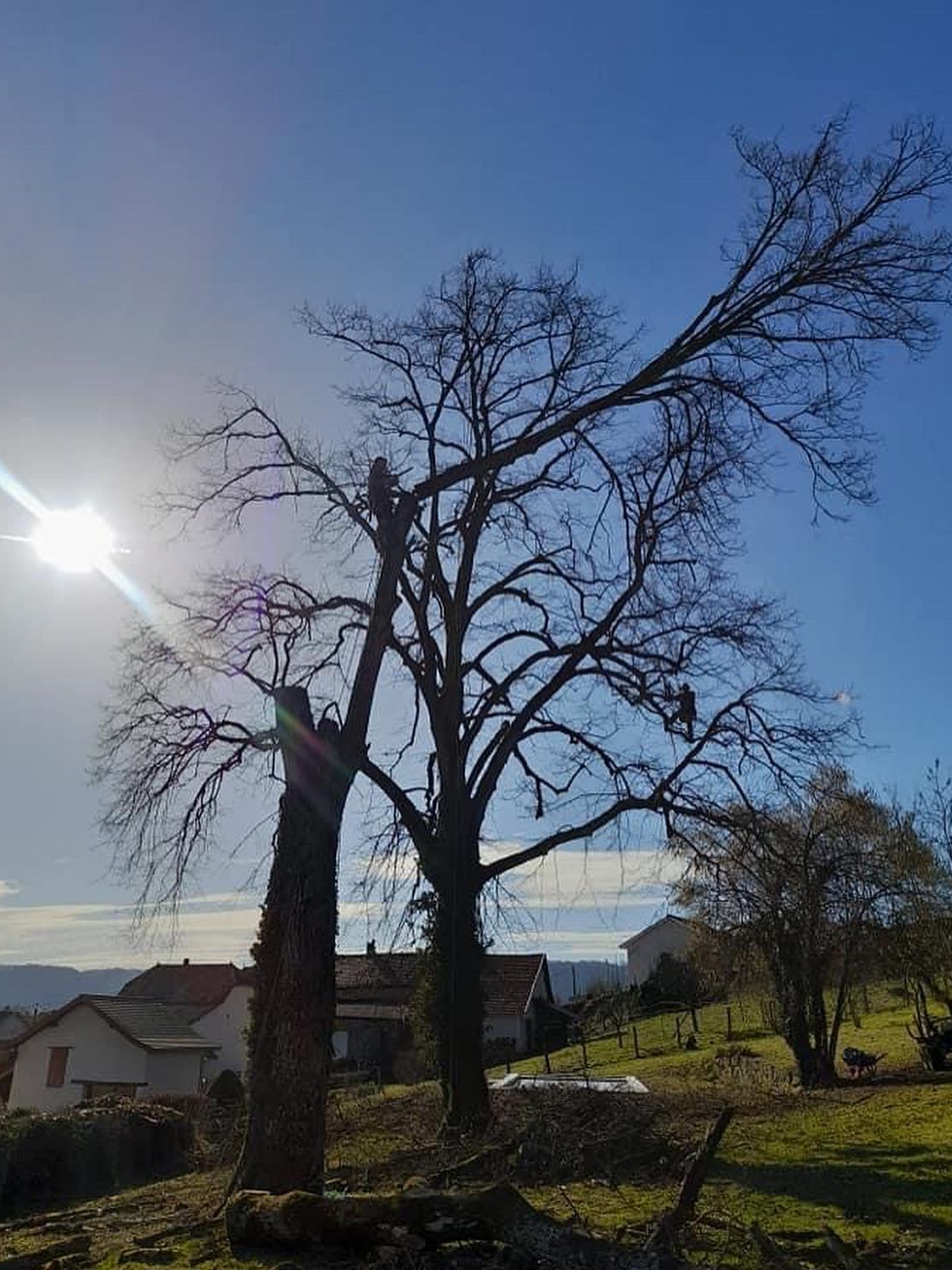 Arbre sans feuilles près d'une maison de campagne ensoleillée sous un ciel bleu clair