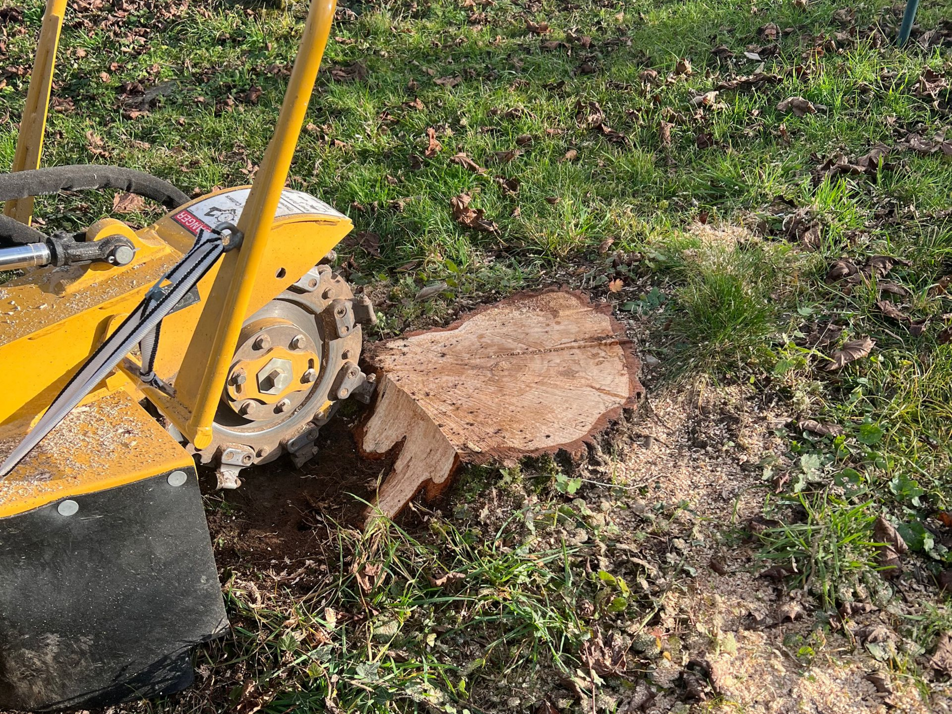 Chargeuse compacte jaune à côté d'une souche d'arbre fraîchement coupée dans une cour herbeuse.