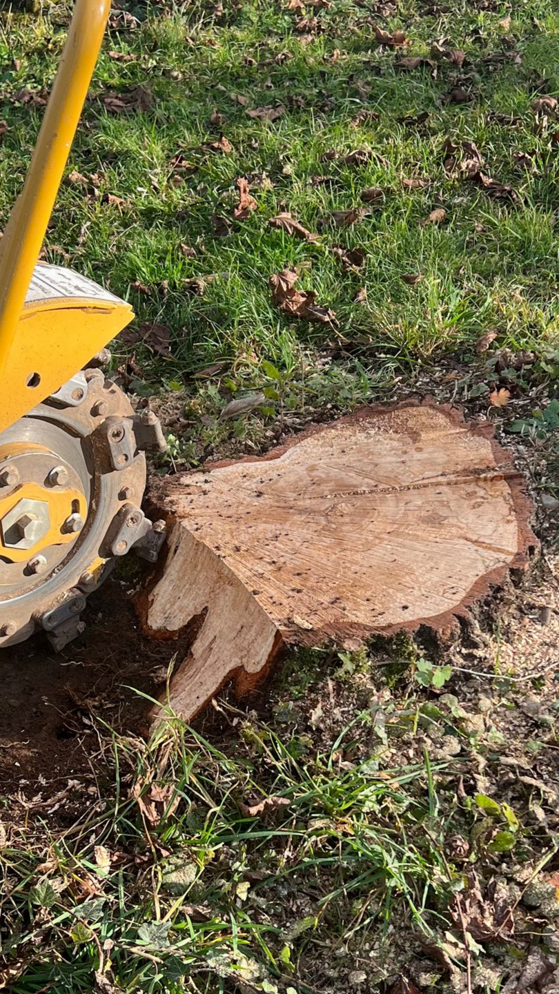 Souche d'arbre coupée