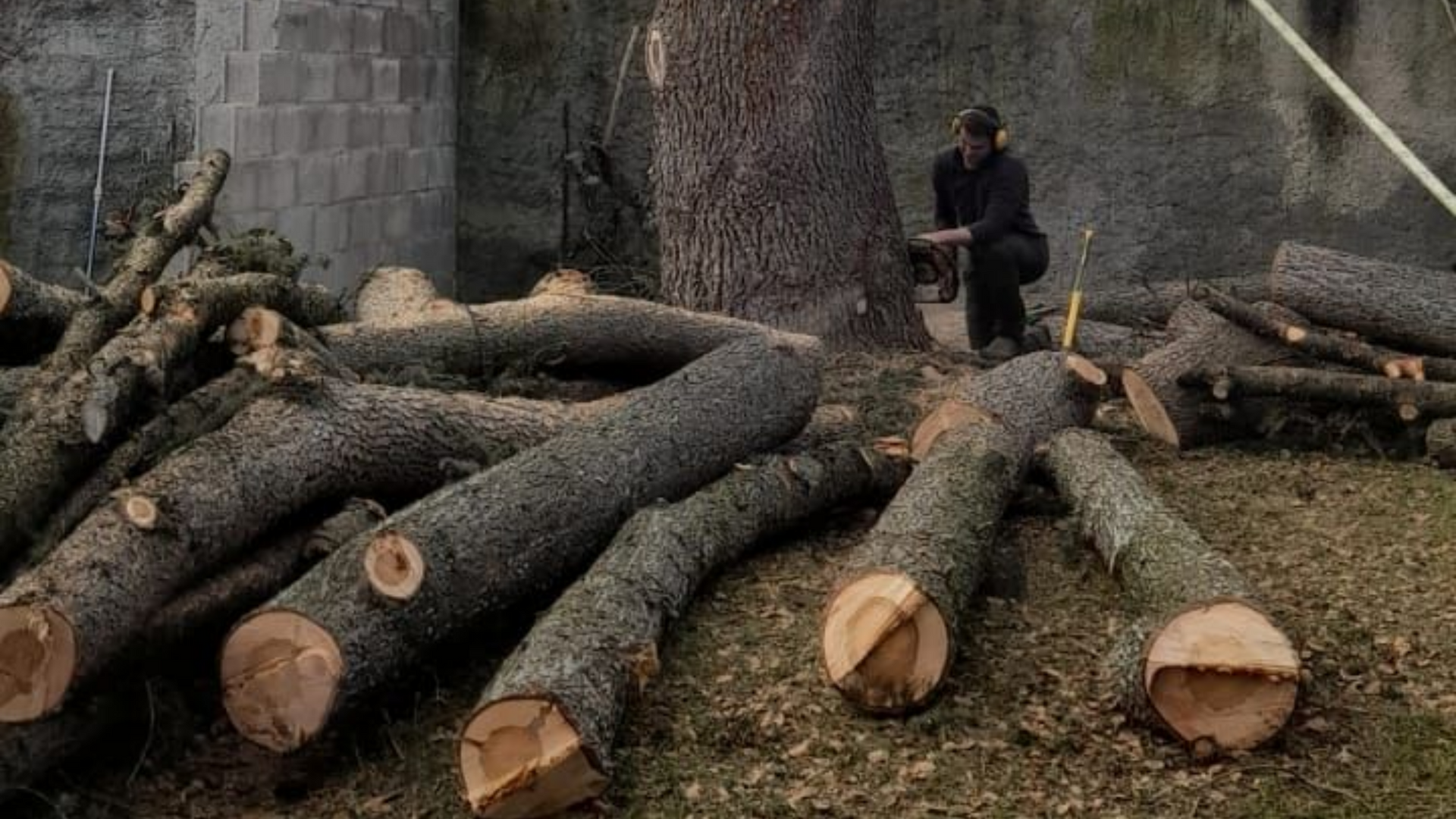 De gros troncs d'arbres abattus sont empilés au sol, avec une personne en train d'abattre un autre arbre.