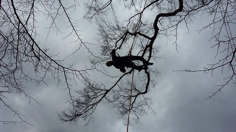 Silhouette d'un élagueur sur une branche d'arbre se détachant sur un ciel gris, les branches dénudées encadrant la scène.