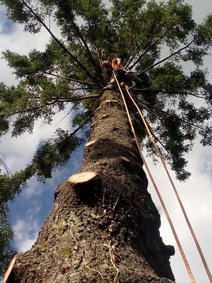 Un arboriste grimpe à un grand arbre à l'aide de cordes, vu d'en bas sur fond de ciel bleu et de nuages.