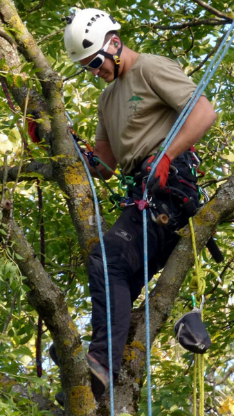 Arboriste en casque blanc et harnais élague un arbre parmi les branches et les cordes