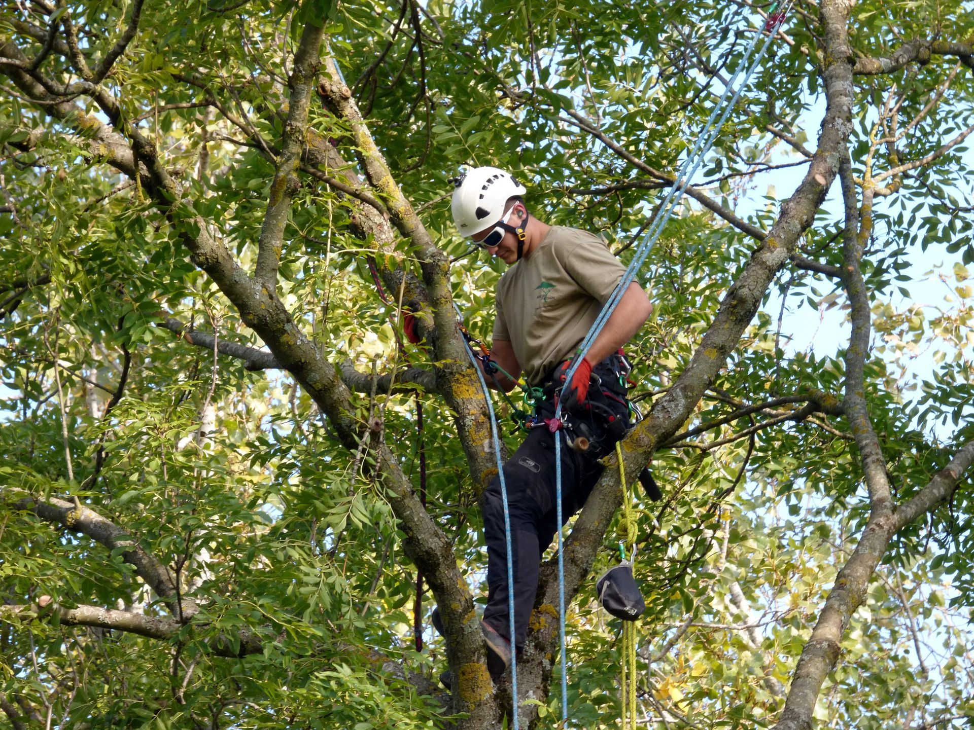 Une personne portant un casque et un harnais descend en rappel un arbre dans une zone boisée.