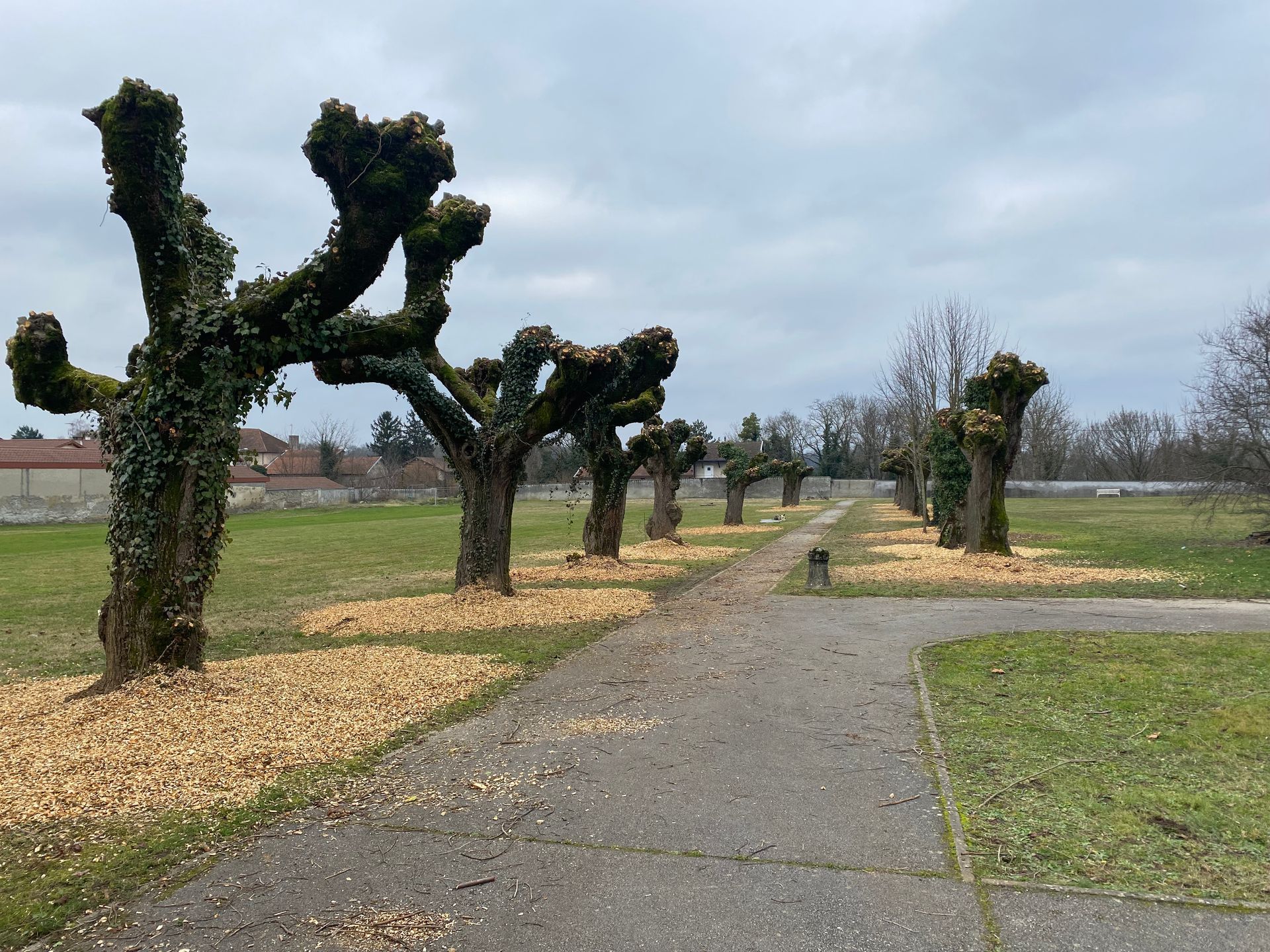 Des arbres têtards bordent un chemin de gravier dans un parc sous un ciel nuageux.