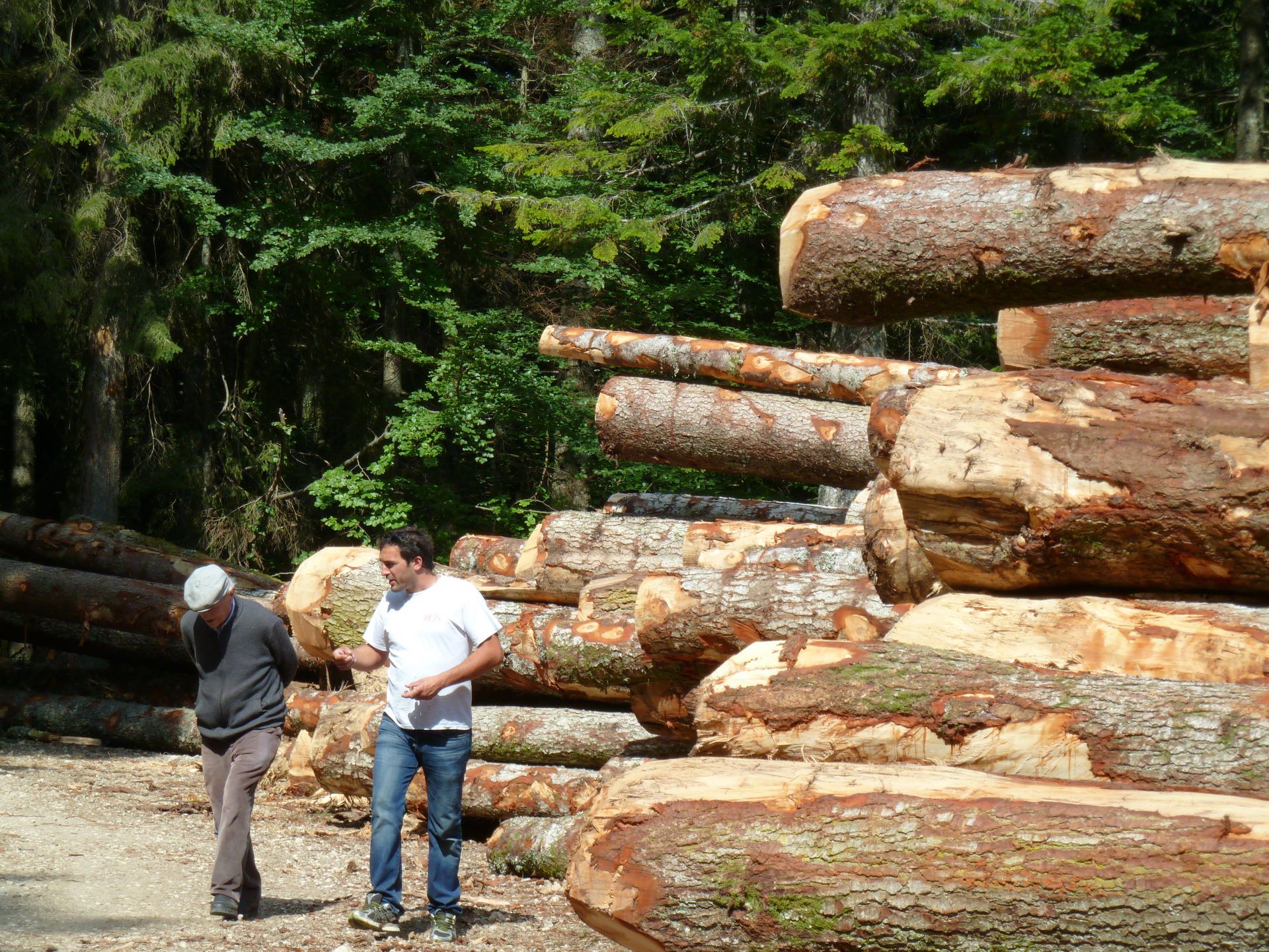 deux hommes inspectent les grumes