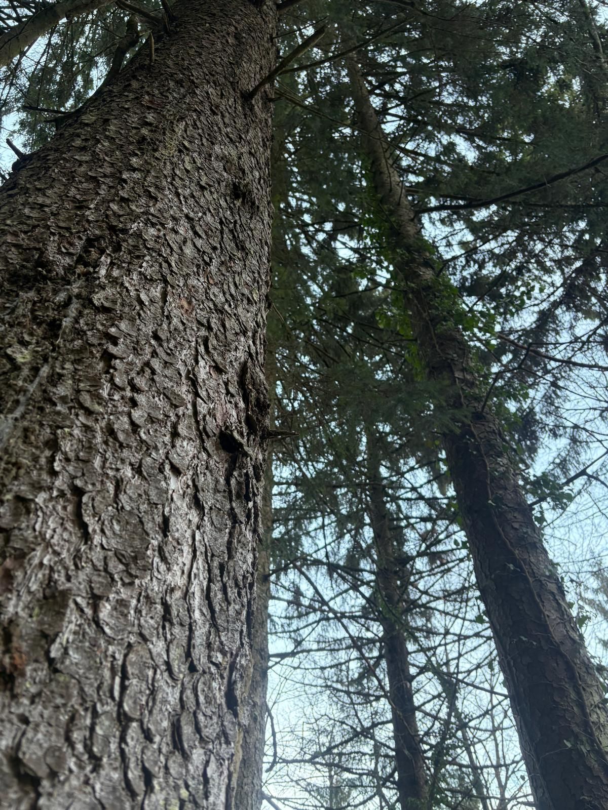 Forêt dense de conifères