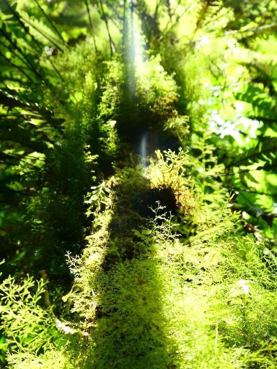 Ein üppiger grüner Wald mit einem Wasserfall im Hintergrund