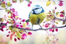 Ein kleiner Vogel sitzt auf dem Ast eines Baumes mit rosa Blüten. Ein kleiner Vogel sitzt auf dem Ast eines Baumes mit rosa Blüten.