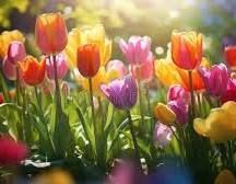 Ein Strauß rosa und roter Blumen mit einem Etikett mit der Aufschrift „Schöne Pfingsten“. Farbenfrohe Tulpen in voller Blüte, durch die das Sonnenlicht eine Gartenszene durchflutet.