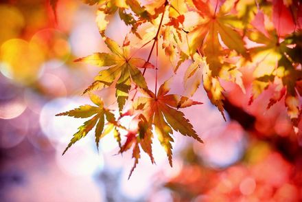 Herbstblätter Herbstliche Ahornblätter im warmen Sonnenlicht vor einem sanft rosafarbenen Bokeh-Hintergrund