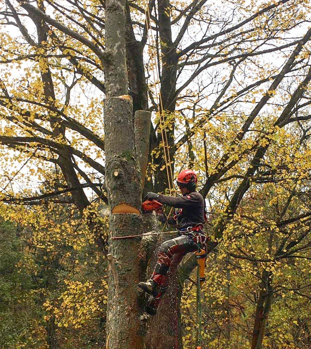 Platzhalter Referenz