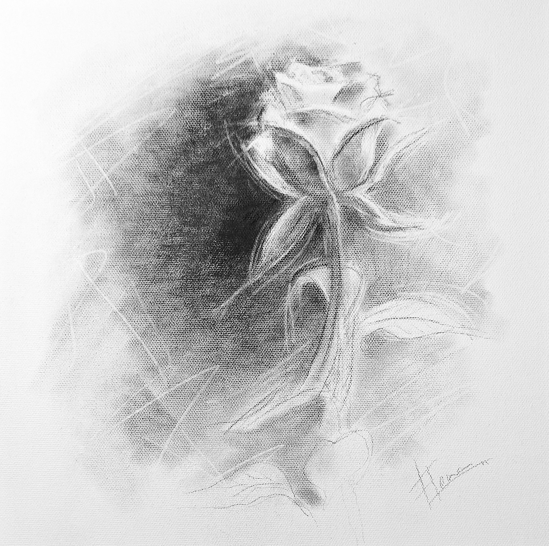 Un dibujo a lápiz en blanco y negro de una rosa.