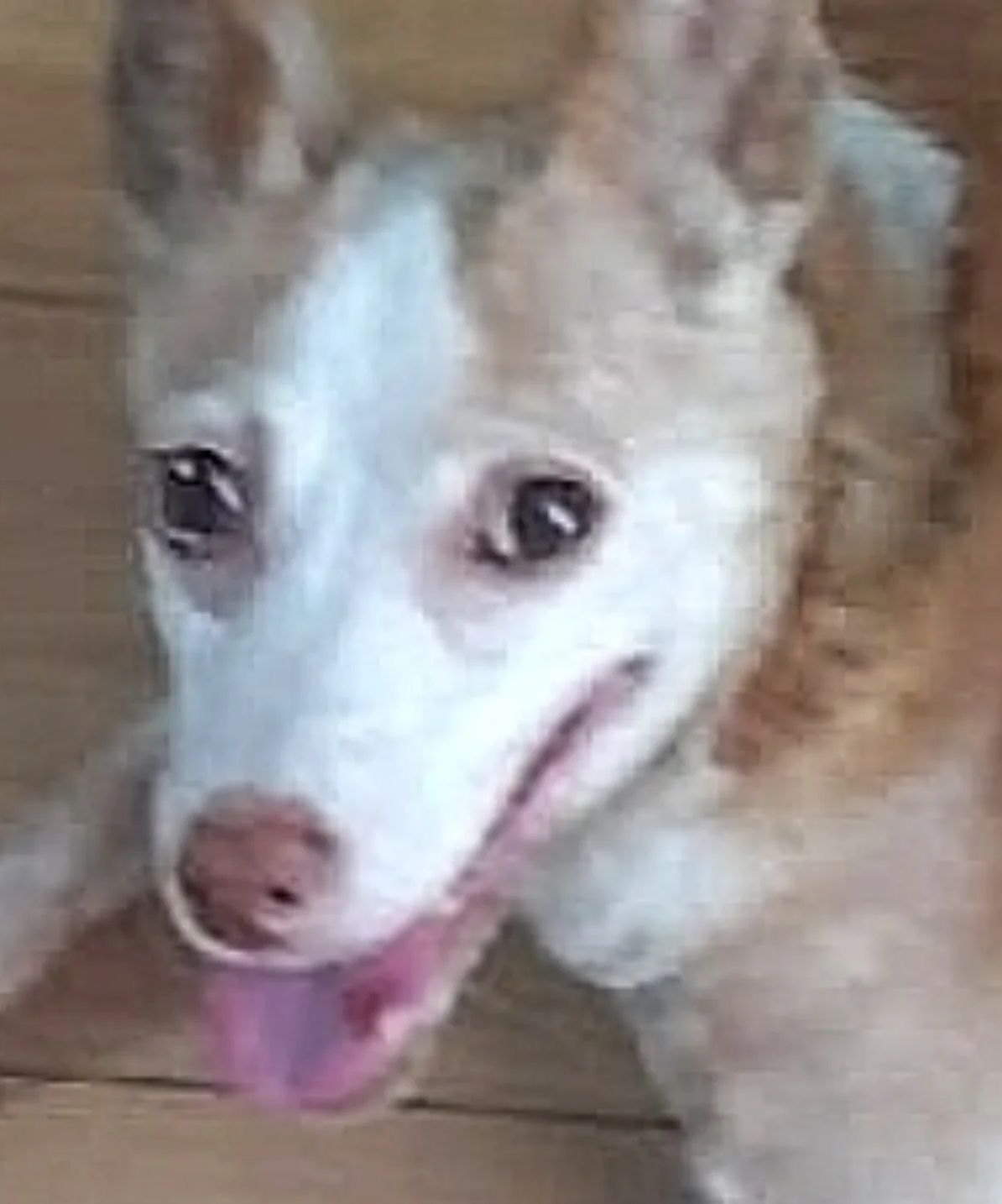 Perro pequeño de pelaje blanco y marrón, jadeando, con la lengua rosada visible.